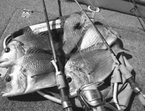 Any tournament angler would be very happy with this haul of bream taken with minimally-weighted lures. 